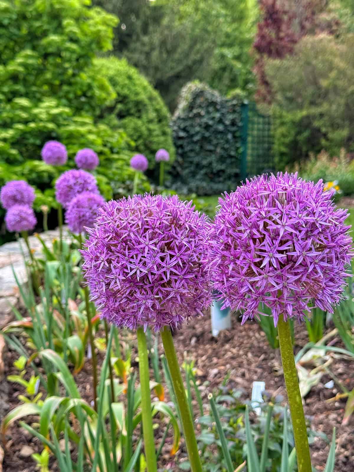 Purple allium flowers in bloom stand tall in a garden, surrounded by green foliage and blurred trees in the background on a bright day.