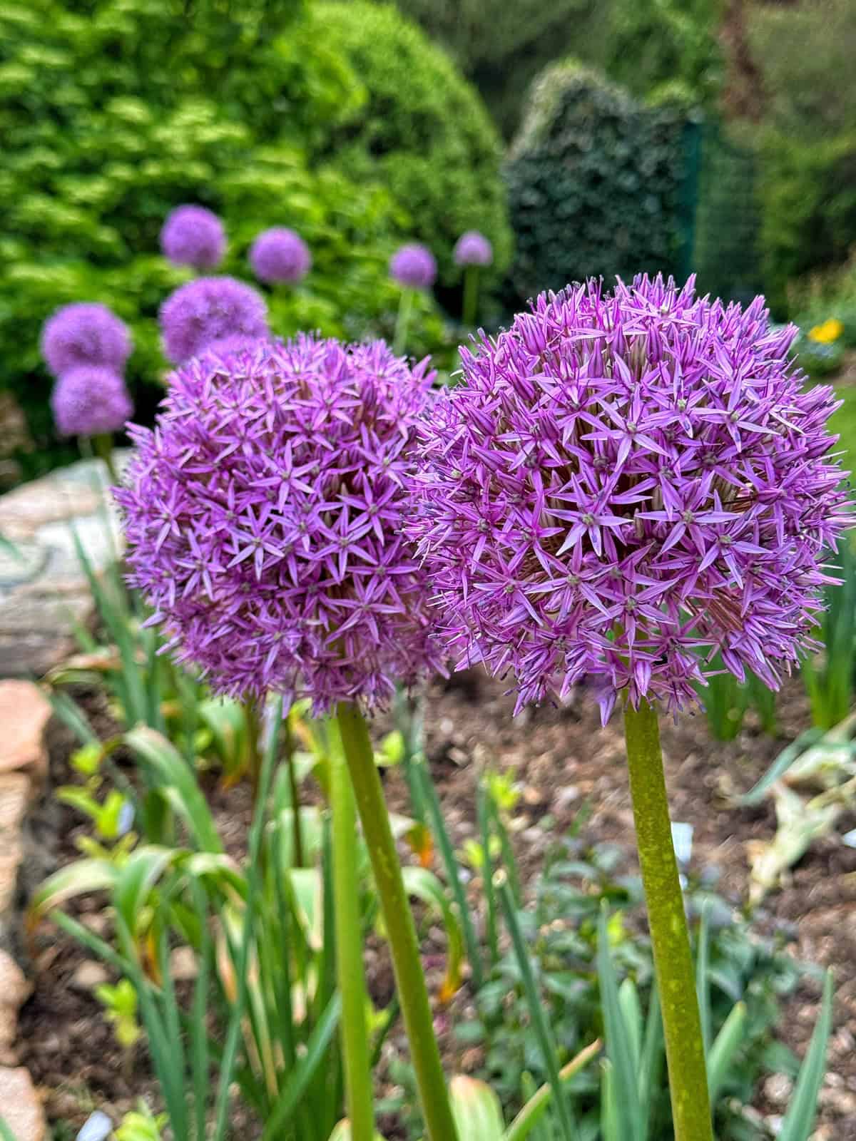 Two large, round purple allium flowers bloom in the foreground of a garden, with more alliums and lush green foliage visible in the blurred background.