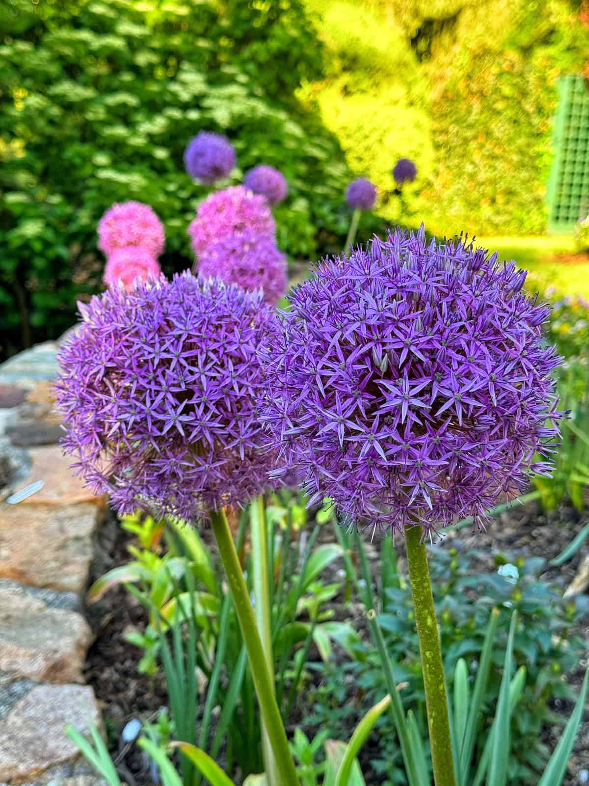 Two large, round clusters of purple allium flowers bloom in the foreground of a lush garden, with more purple allium blooms and greenery visible in the background.