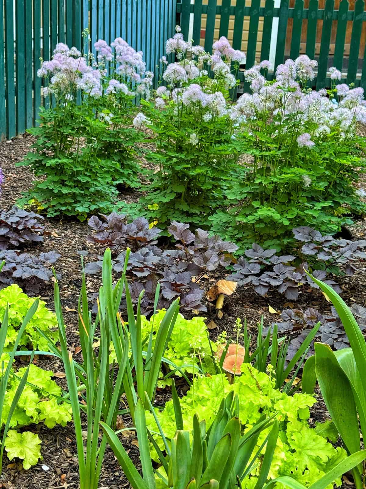 A colorful part-shade garden bed with green and dark purple heuchera, bright lime green lettuce, and tall purple meadow rue, bordered by a green wooden fence in the background.