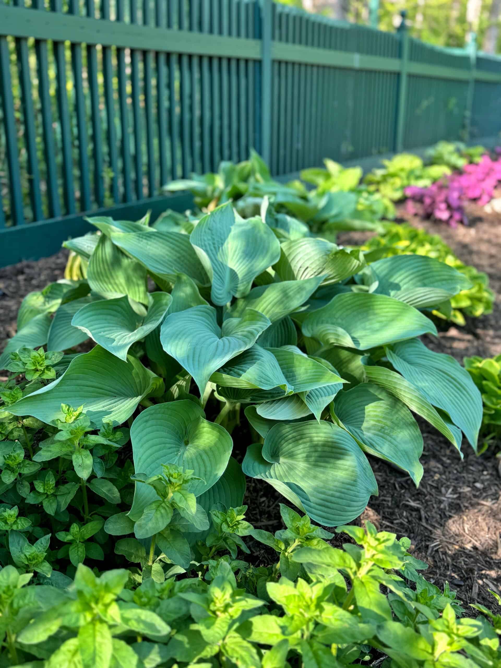 A large green hosta plant with broad, smooth leaves grows in a garden bed near a green fence, surrounded by smaller green plants and patches of mulch.