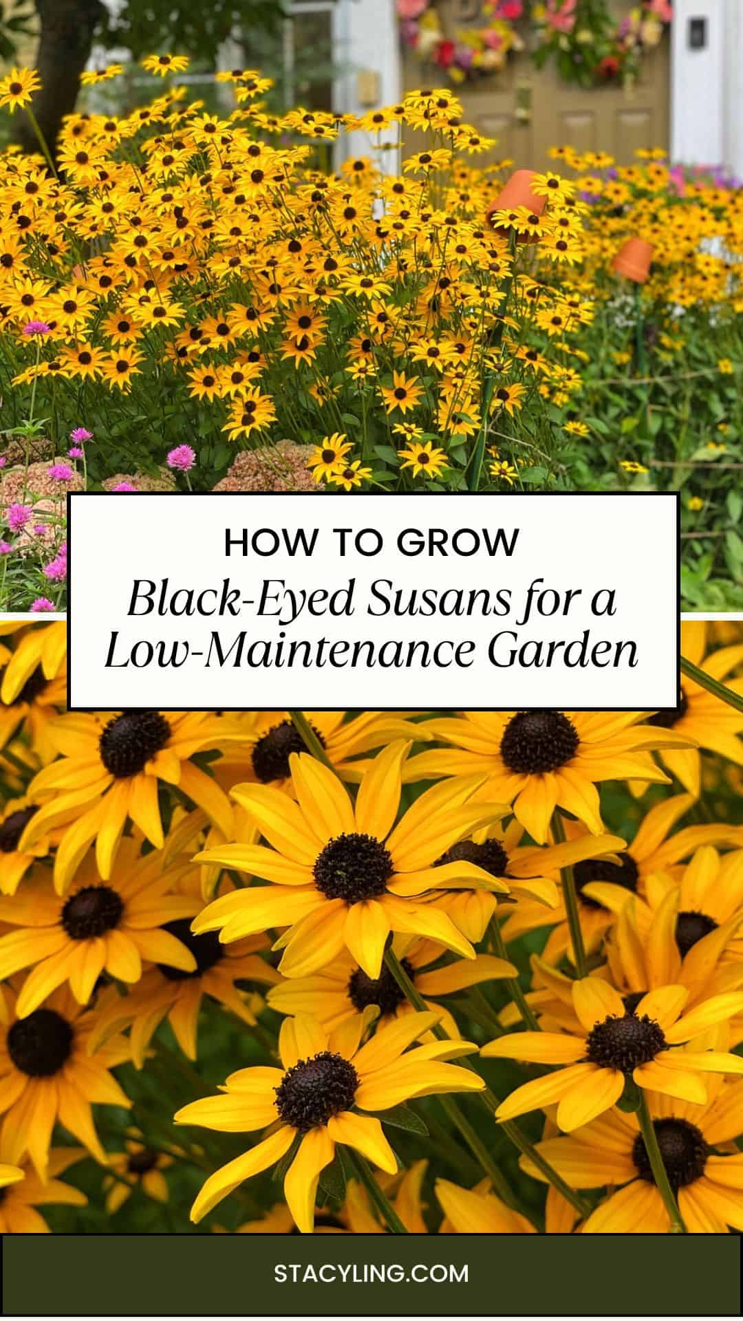 A garden filled with blooming Rudbeckia, or black-eyed Susans, featuring bright yellow petals and dark centers, with a text overlay that reads, "How to Grow Black-Eyed Susans for a Low-Maintenance Garden.