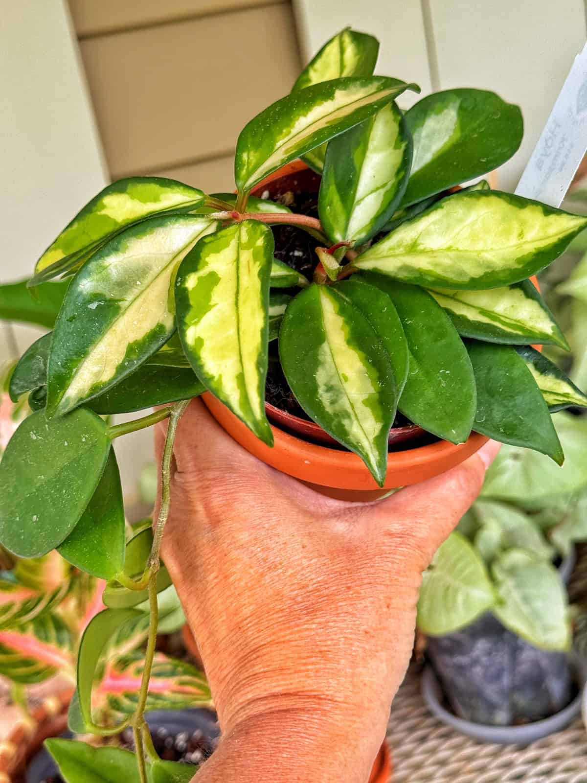 A hand holding a small potted plant with green leaves featuring creamy yellow variegated centers. Other potted plants are visible in the blurred background.