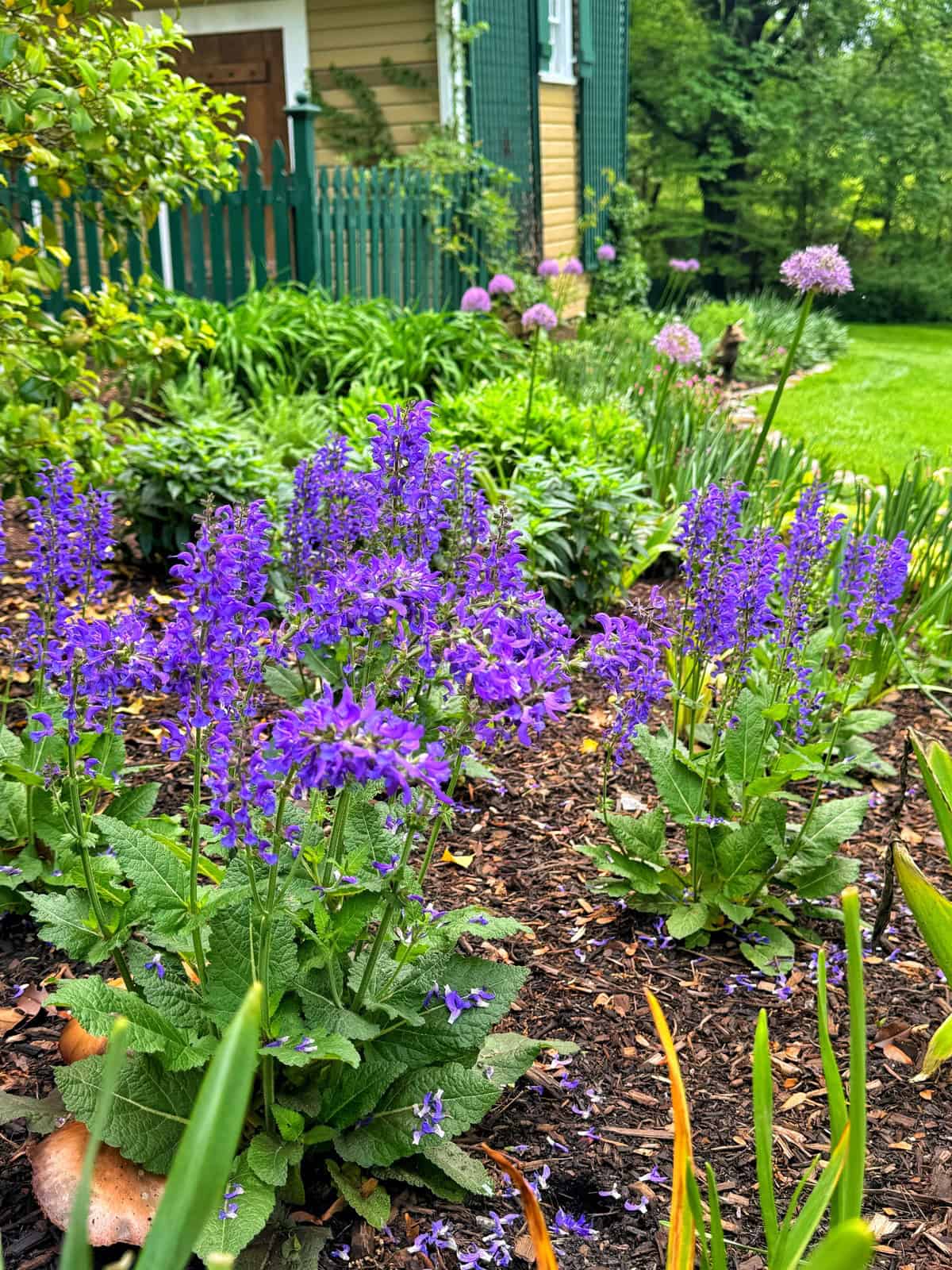 A vibrant garden bed with blooming purple flowers and lush green foliage, bordered by a green picket fence and a yellow house, with a well-kept lawn and trees in the background.