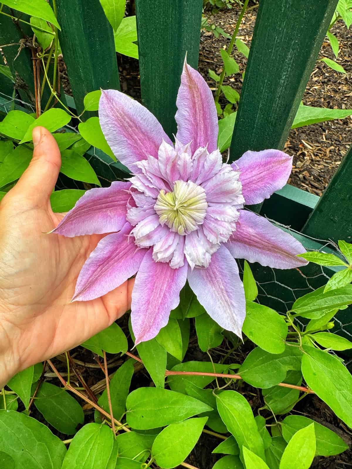 A hand holds a large, pale purple clematis flower with layered petals in front of green leaves and a dark green fence.