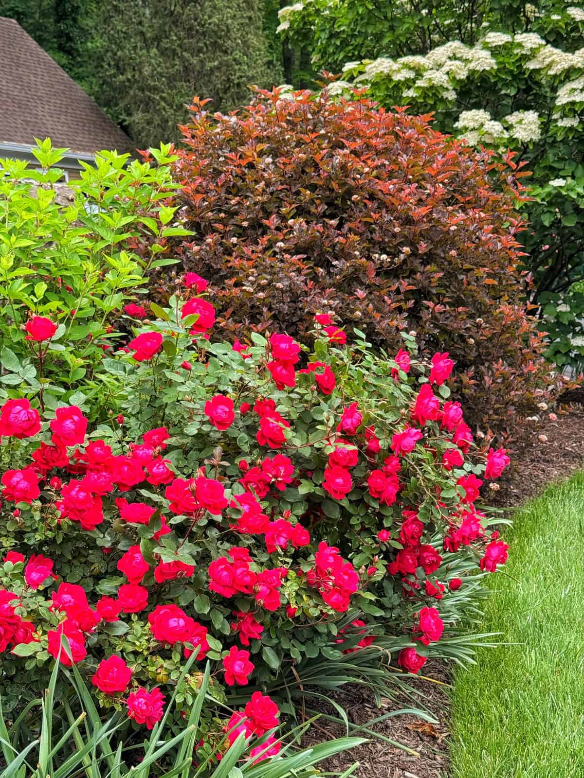 Bright red knockout roses bloom in a garden bed surrounded by green leafy shrubs and a bush with reddish leaves (ninebark), near the edge of a well-manicured lawn.