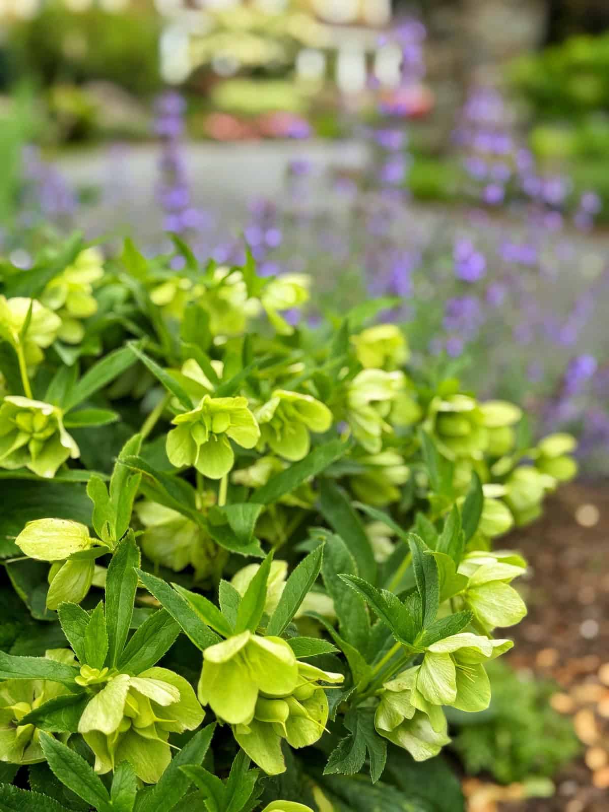 A cluster of green hellebore flowers in sharp focus, with tall, blurred purple flowers and a garden path in the background. The scene appears fresh and vibrant, suggesting a well-tended spring garden.