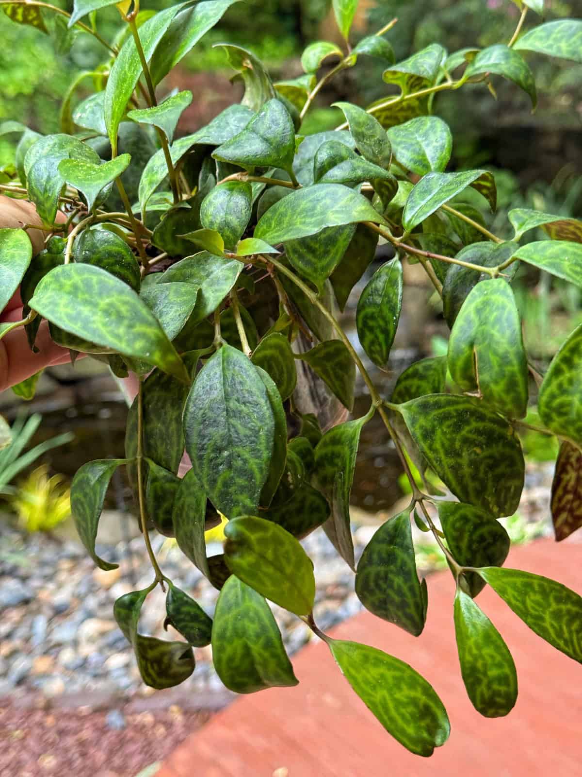 A close-up of a lipstick plant with small, elongated green leaves featuring darker marbled patterns. The background shows an outdoor garden with rocks, plants, and a red wooden surface.