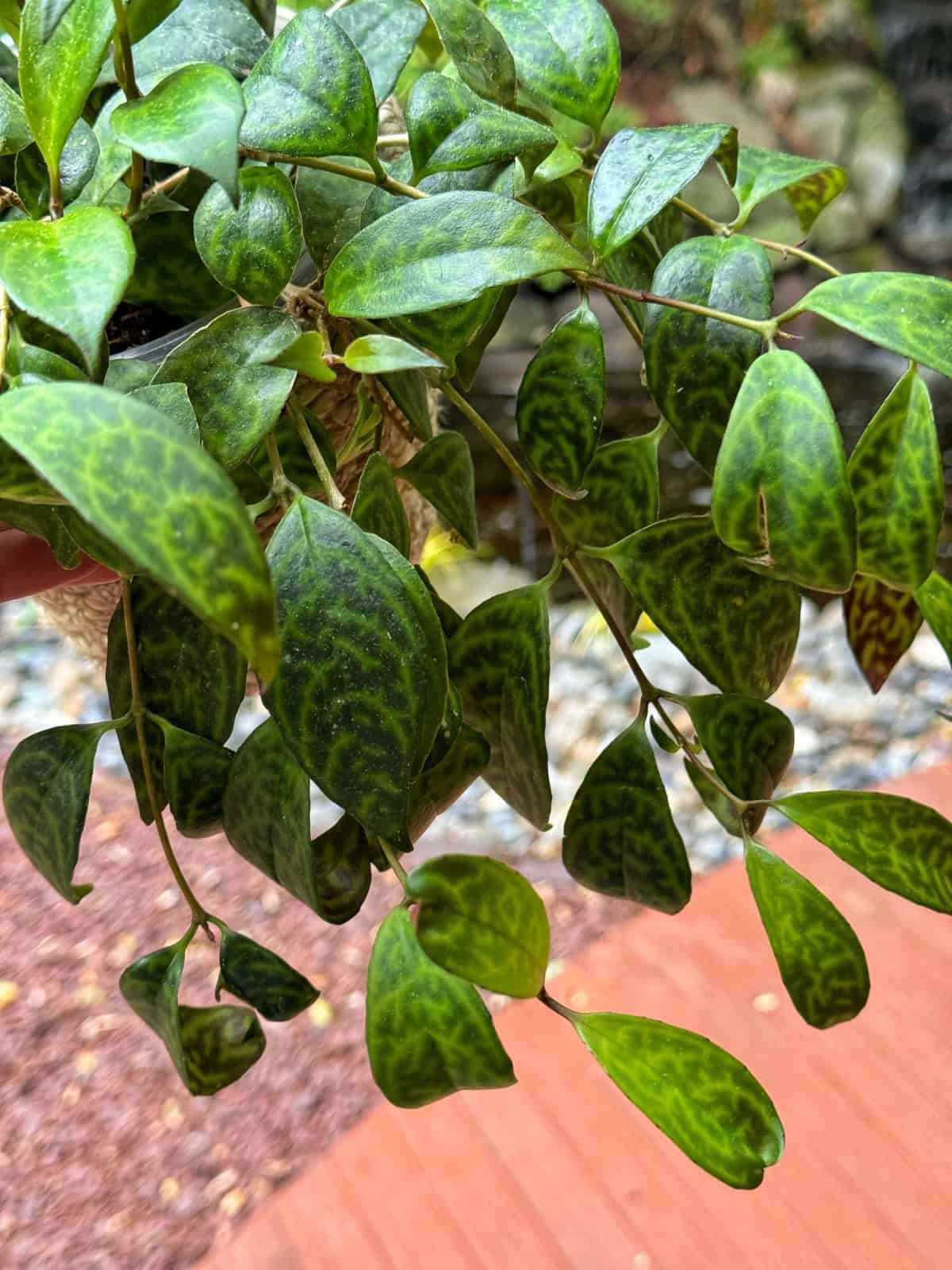 A close-up of a trailing lipstick plant with green, oval leaves featuring dark, mottled patterns. The background includes blurred outdoor elements like stone, wood, and gravel.