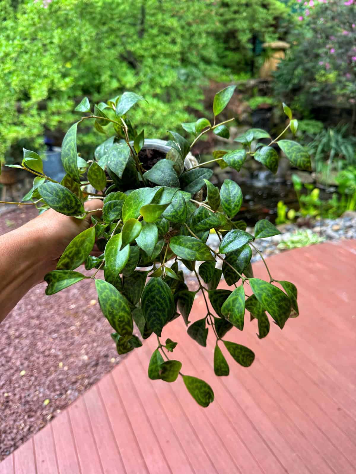 A hand holds a small potted plant with glossy green, patterned leaves, outside on a deck with lush greenery and a pond in the background.