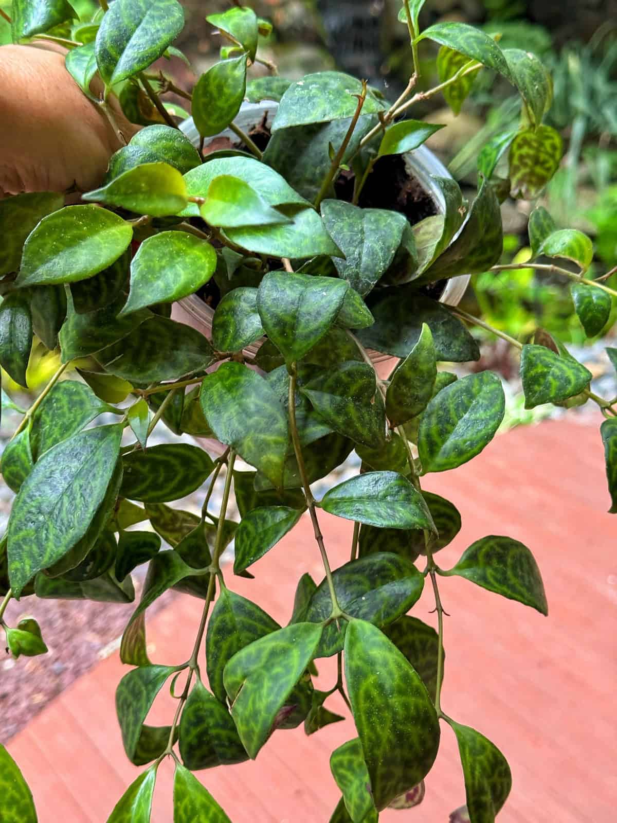 A hand holds a potted plant with cascading vines and oval, glossy green leaves, each leaf displaying a distinctive, mottled pattern. The background is an outdoor garden with red and brown pavement.