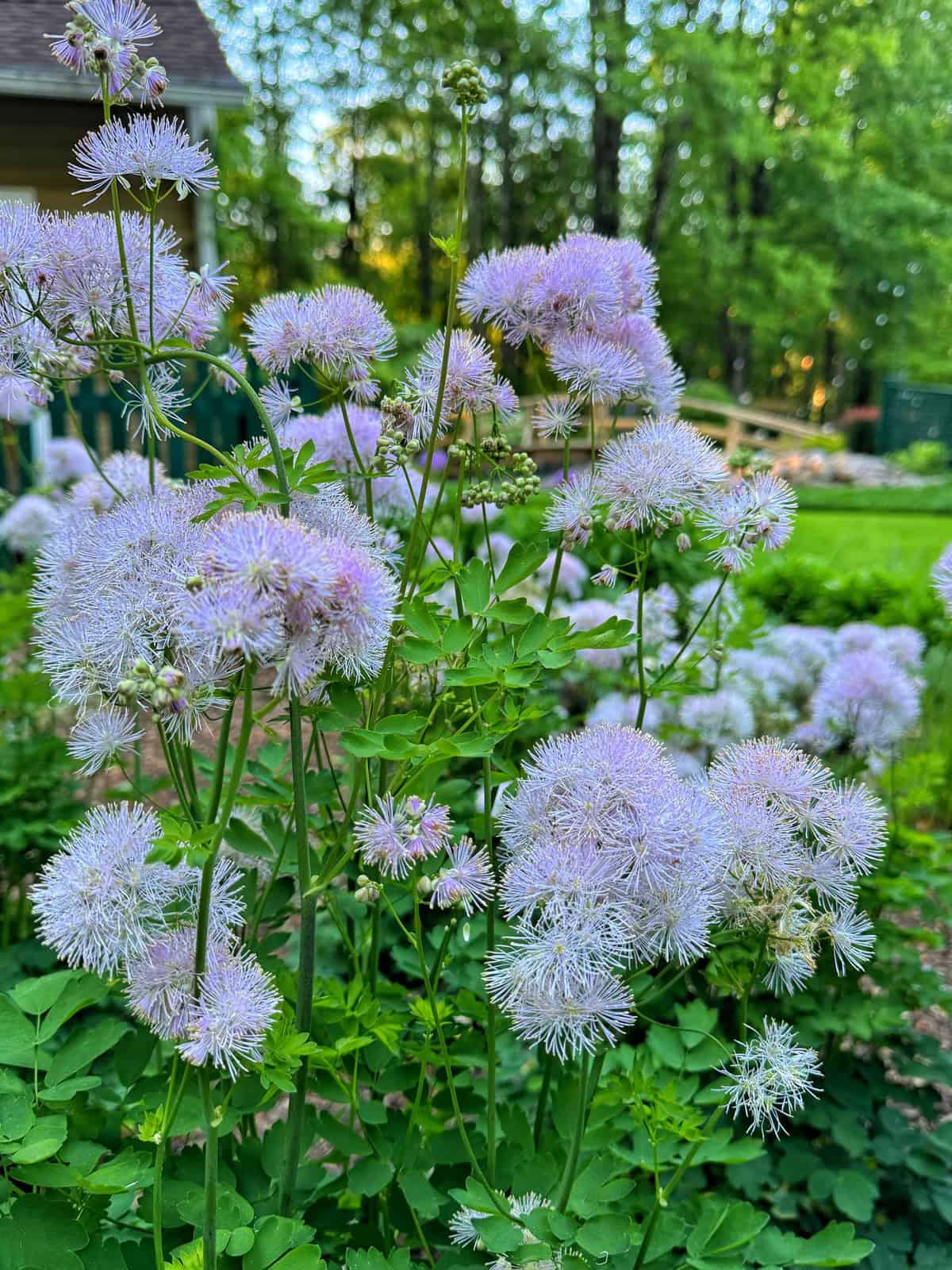 Clusters of delicate, fluffy light purple flowers with green stems and leaves grow in a lush garden. The background shows more greenery, trees, and a house partially visible on the left.