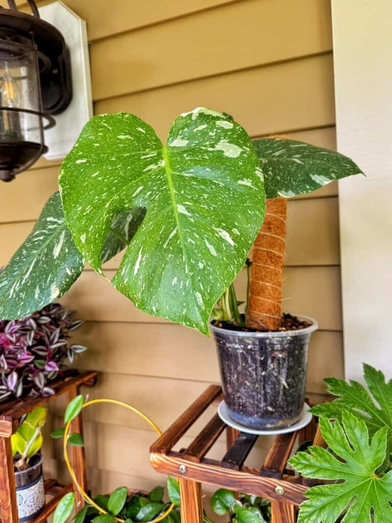 Monstera Thai Constellation Care How To Keep Your Leaves Gorgeous monstera-thai-constellation-care-how-to-keep-your-leaves-gorgeous