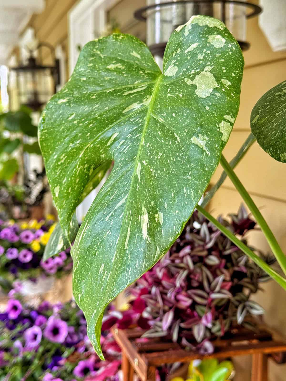 A large green leaf with white speckles (monstera thai constellation) is in focus, surrounded by vibrant purple and yellow flowers and other potted plants on a porch with beige siding and decorative lanterns in the background.