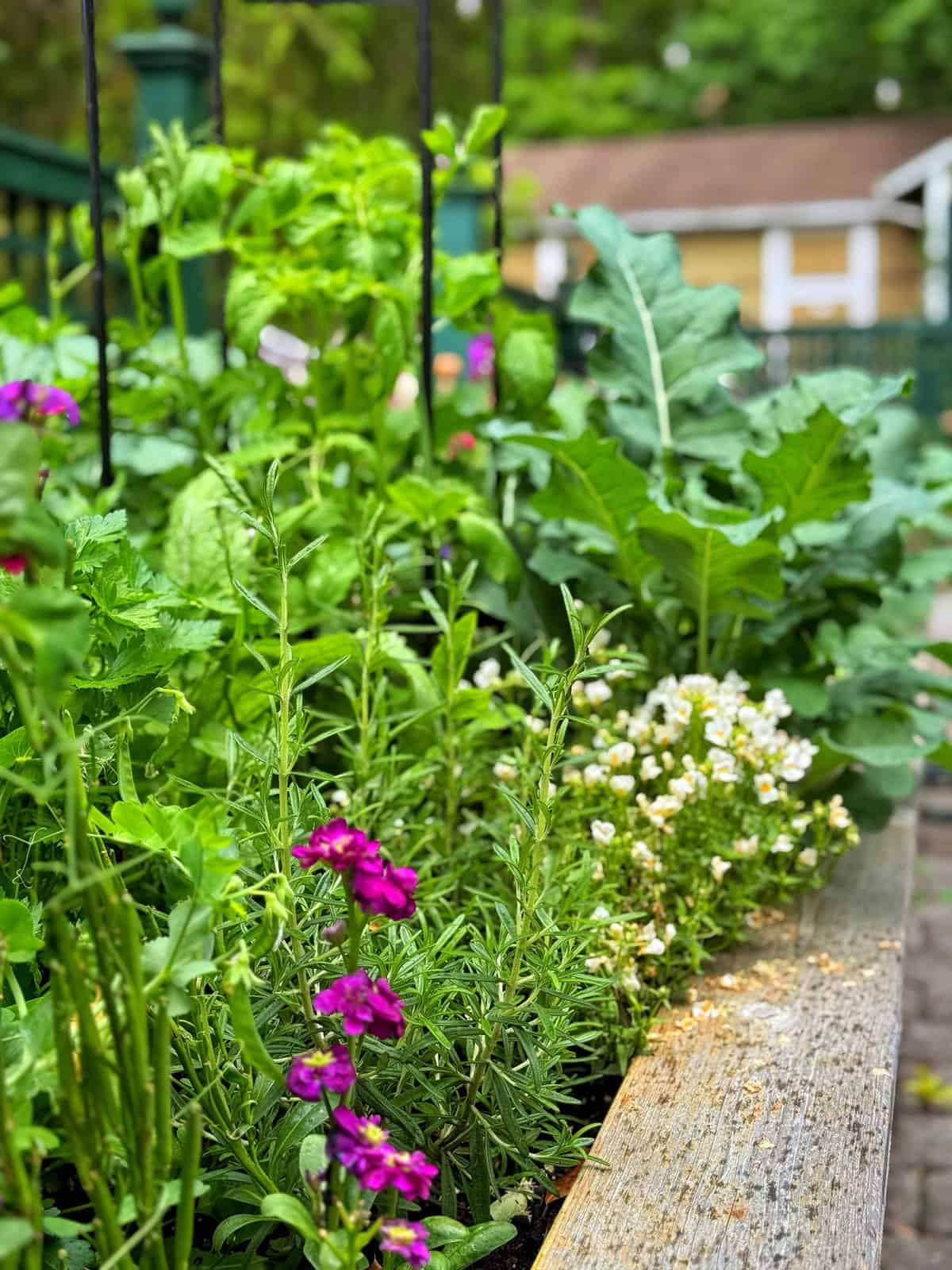 A close-up of a raised garden bed filled with green leafy vegetables, blooming purple and white flowers, and herbs. In the blurred background, there is a yellow house and trees.