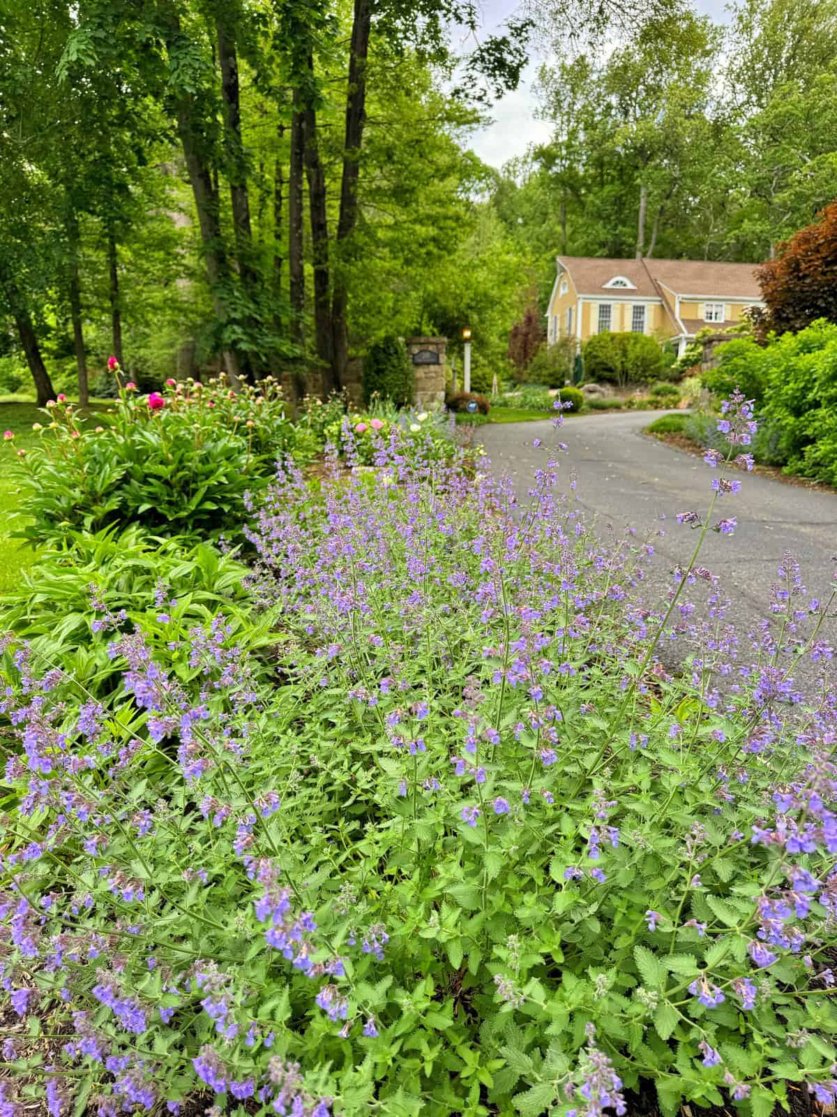 Purple flowers (nepeta) bloom along a garden path leading to a yellow house surrounded by trees and greenery on a cloudy day.