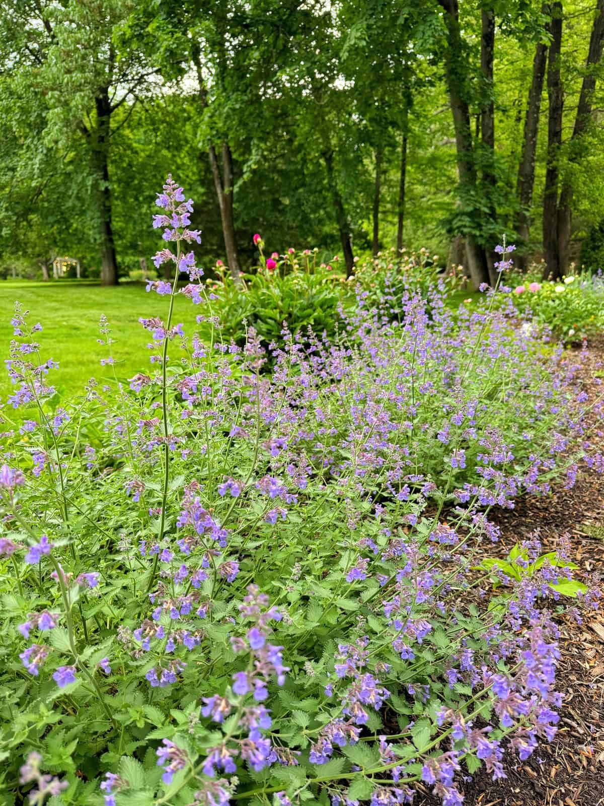 A lush garden scene with tall, abundant clusters of small purple flowers in the foreground, green grass, leafy trees, and more flowering plants in the background on a bright day.