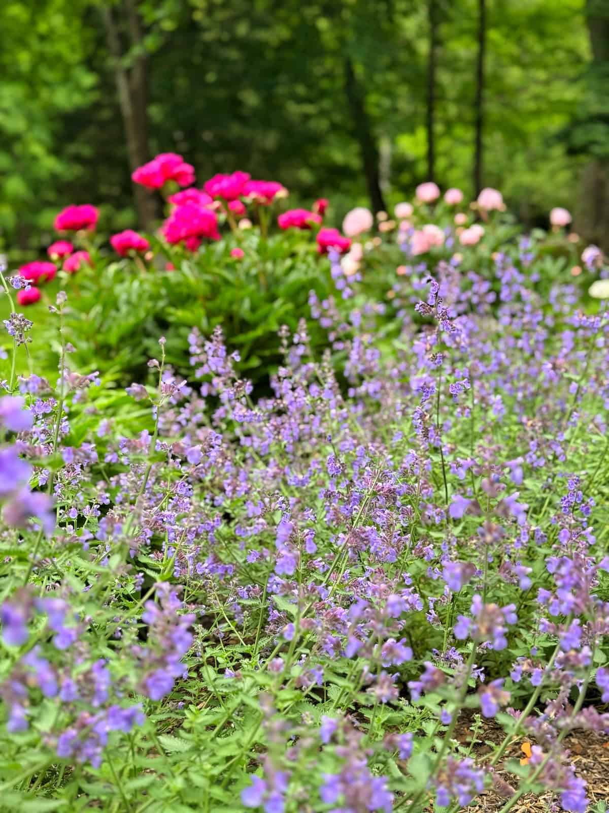 A garden scene with clusters of purple flowers (nepeta) in the foreground and pink peonies blooming in the background, surrounded by lush green foliage and tall trees.