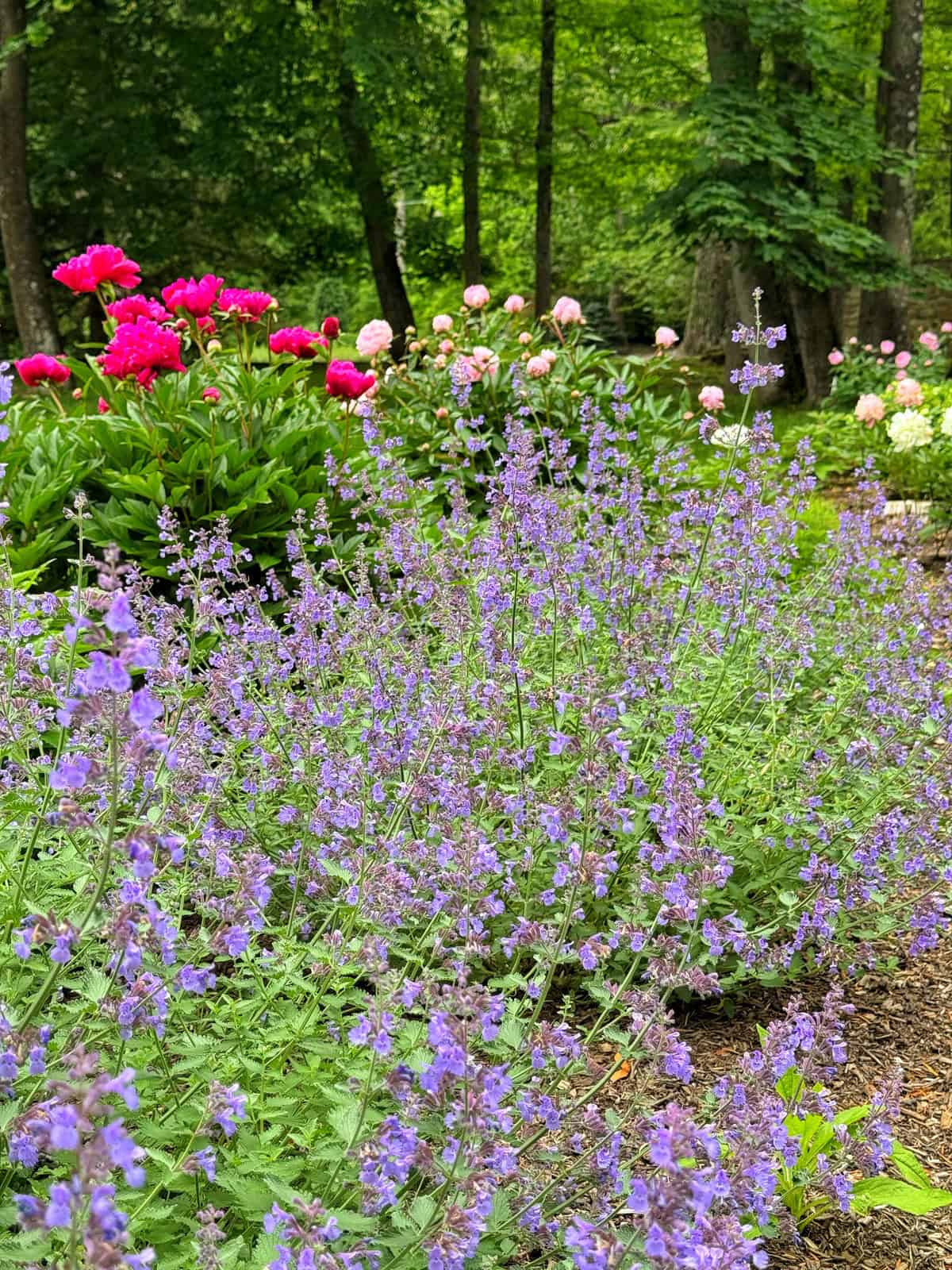 Purple catmint flowers bloom in the foreground, with clusters of pink and red peonies behind them, set in a lush, green woodland garden.