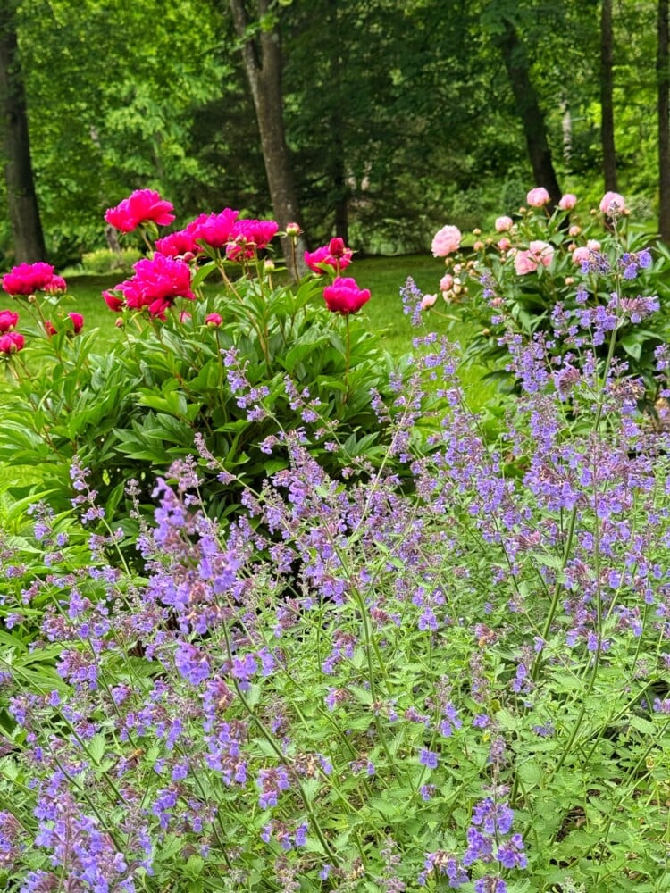 A garden scene with clusters of bright pink peonies and light purple flowering plants in the foreground, surrounded by lush green grass and trees in the background.