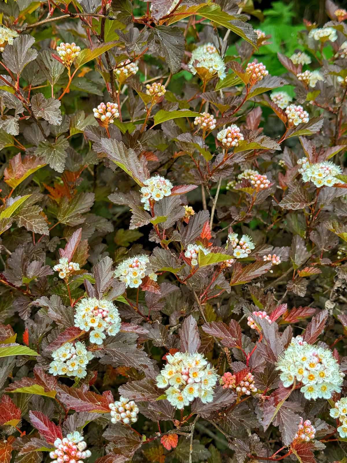 Clusters of small white flowers with yellow centers bloom among dark reddish-brown leaves on a dense shrub, creating a striking contrast between the foliage and blossoms.