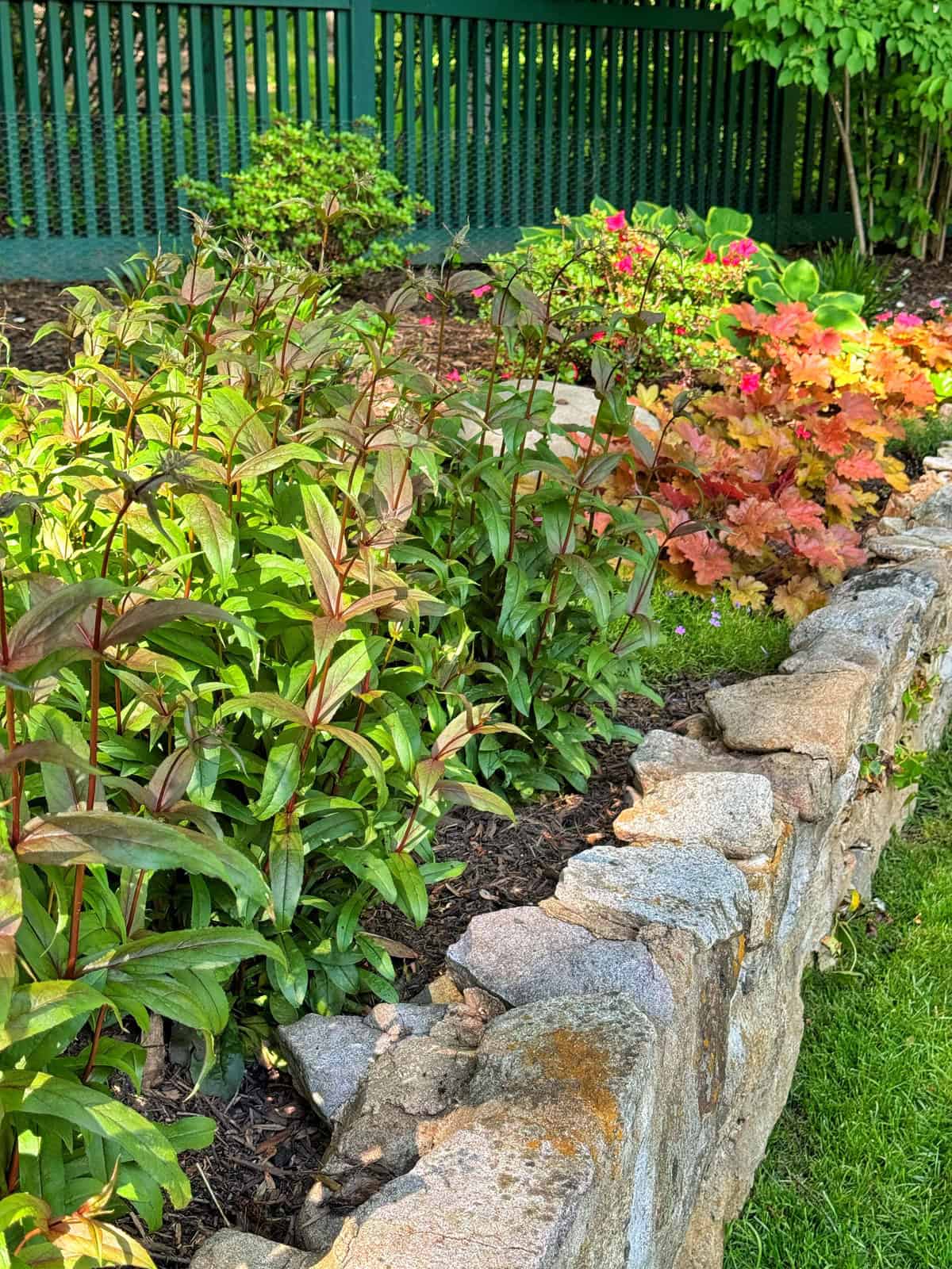 A vibrant part-shade garden bed with green leafy heuchera and colorful penstemon flowers, bordered by a rustic stone wall and set against a dark green wooden fence in the background.