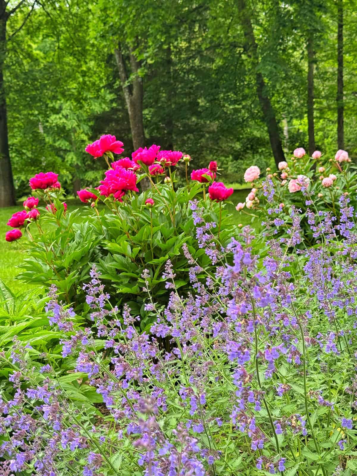 A lush garden with vibrant pink peonies and pale pink roses blooming behind clusters of purple catmint flowers, set against a background of green grass and tall trees.