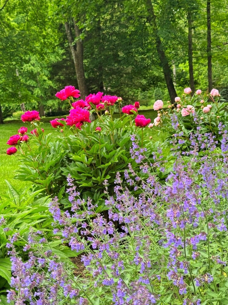 Bright pink and pale pink peonies bloom in a lush green garden, with clusters of purple flowers in the foreground and tall trees in the background, creating a vibrant, colorful scene.