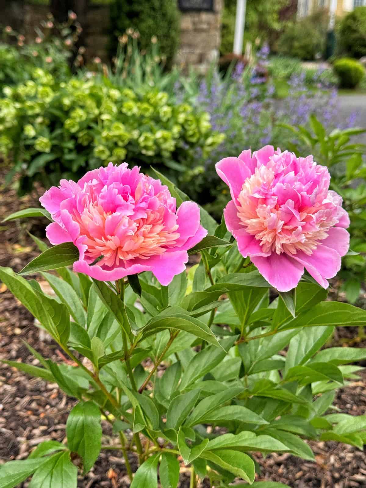Two vibrant pink peonies with ruffled petals bloom in a garden bed, surrounded by green leaves and other blurred plants in the background.