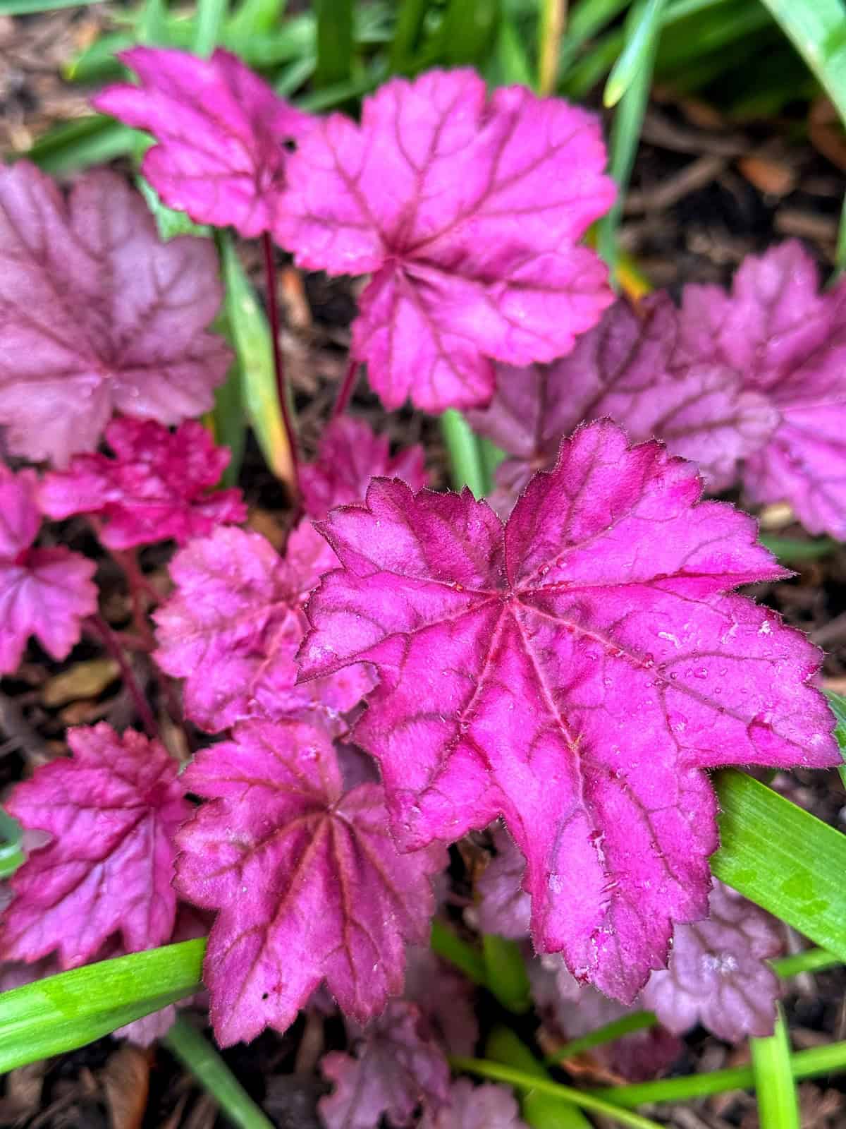 Bright magenta Heuchera leaves with serrated edges and visible veins surrounded by green blades of grass and dark soil in a garden setting.