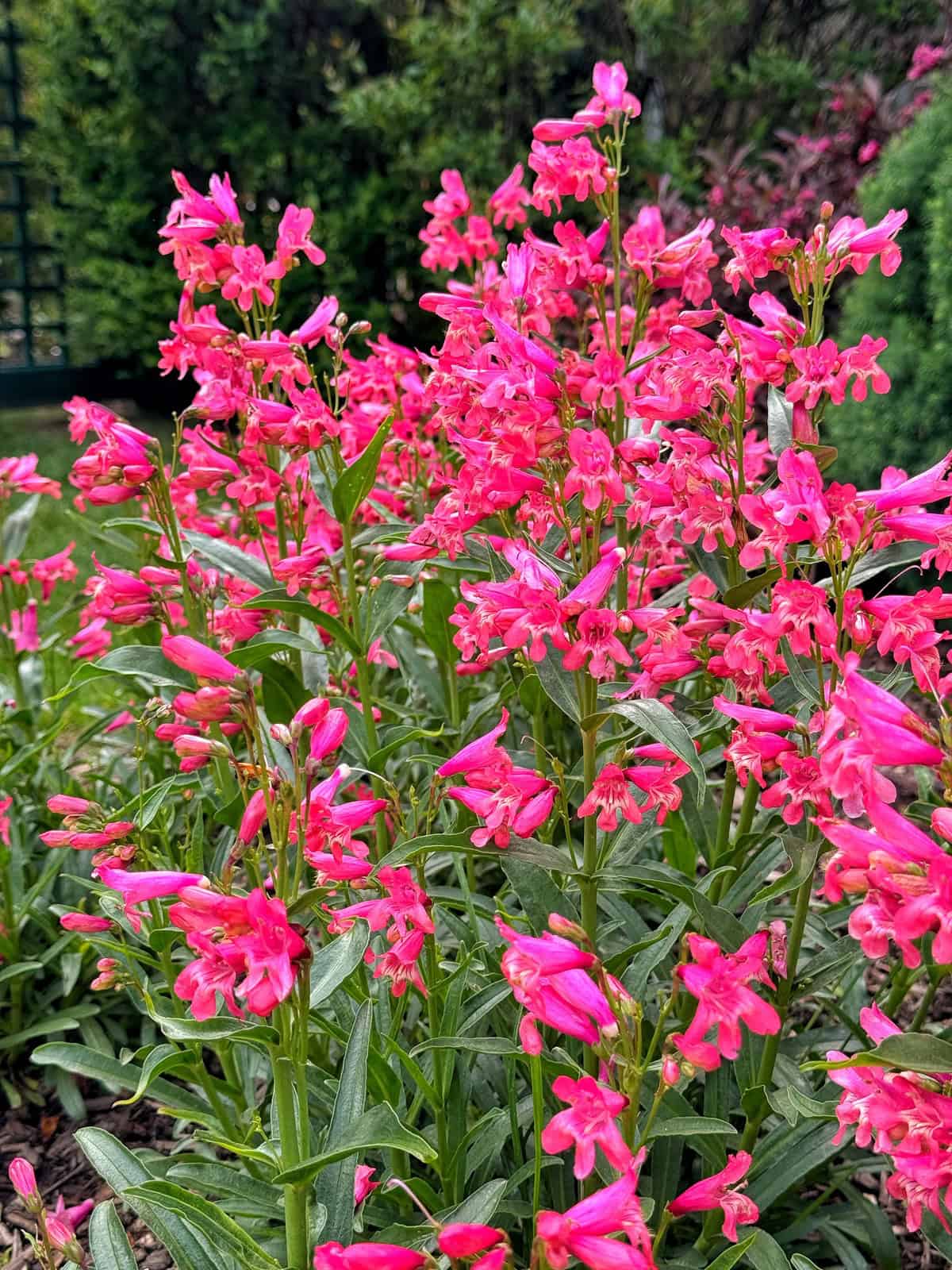 Clusters of vibrant pink flowers with tubular petals and green foliage growing in a garden, with a blurred green background.