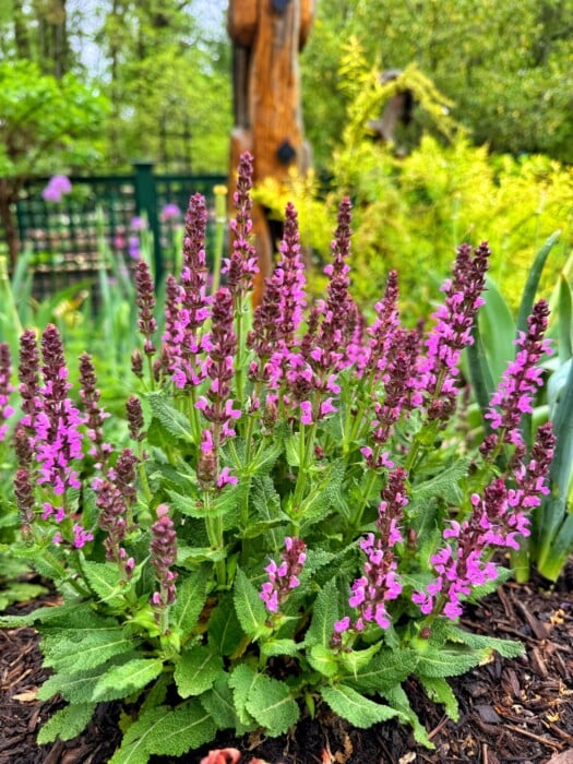Cluster of purple and pink salvia flowers with green leaves growing in a garden; wooden sculpture and green foliage visible in the blurred background.