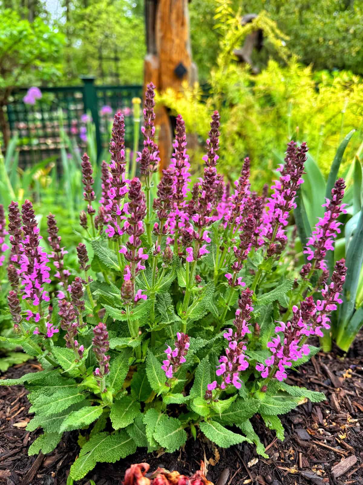 A vibrant cluster of purple-pink salvia plant flowers with green leaves grows in a garden bed, surrounded by mulch. The background shows green foliage, a wooden post, and a black fence.