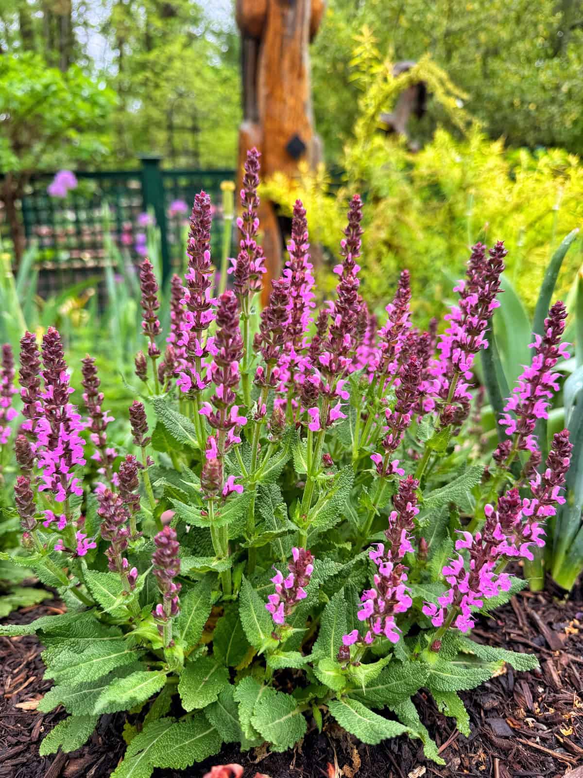 A cluster of purple and pink salvia flowers with green leaves grows in a garden bed. Blurred greenery, a wooden post, and a fence appear in the background, creating a lush outdoor scene.