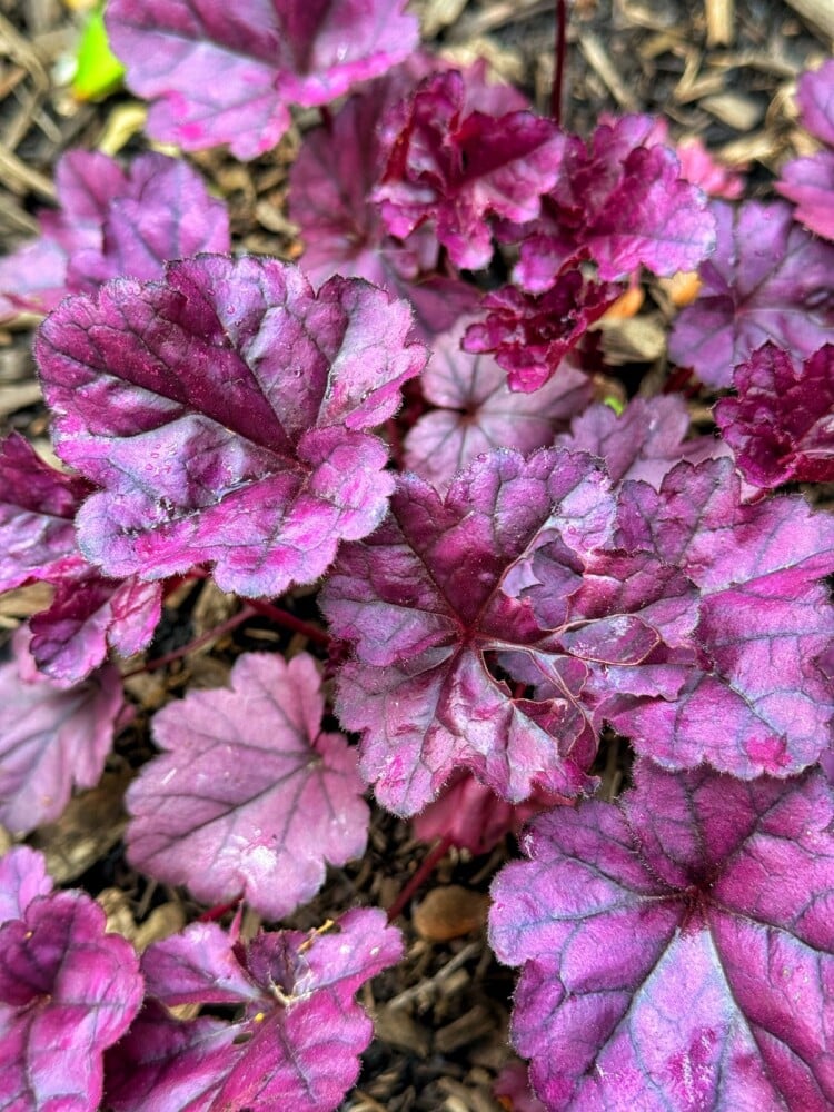 Clusters of vibrant purple and magenta coral bell leaves on a heuchera plant with darker veins and jagged edges grow close together, set against a background of brown mulch.
