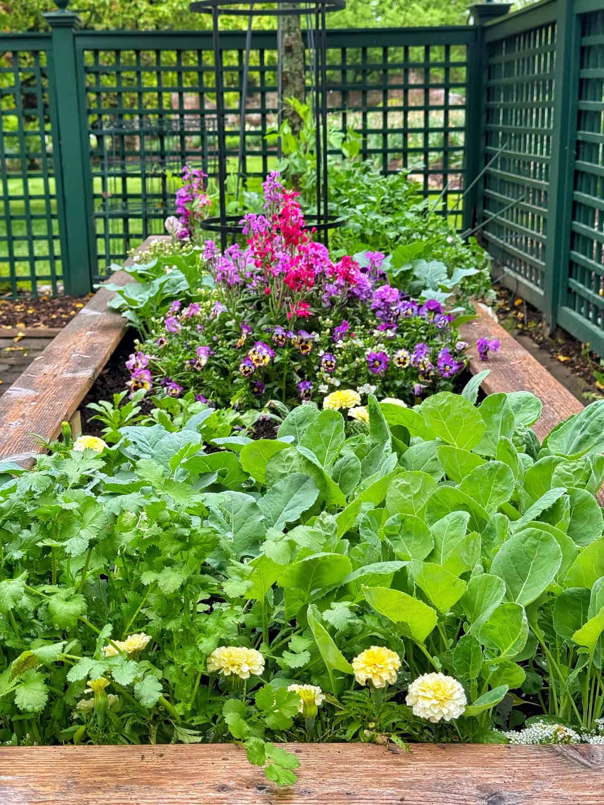 A vibrant raised garden bed with leafy green plants in the foreground and colorful purple and pink flowers blooming in the middle, surrounded by a green lattice fence.