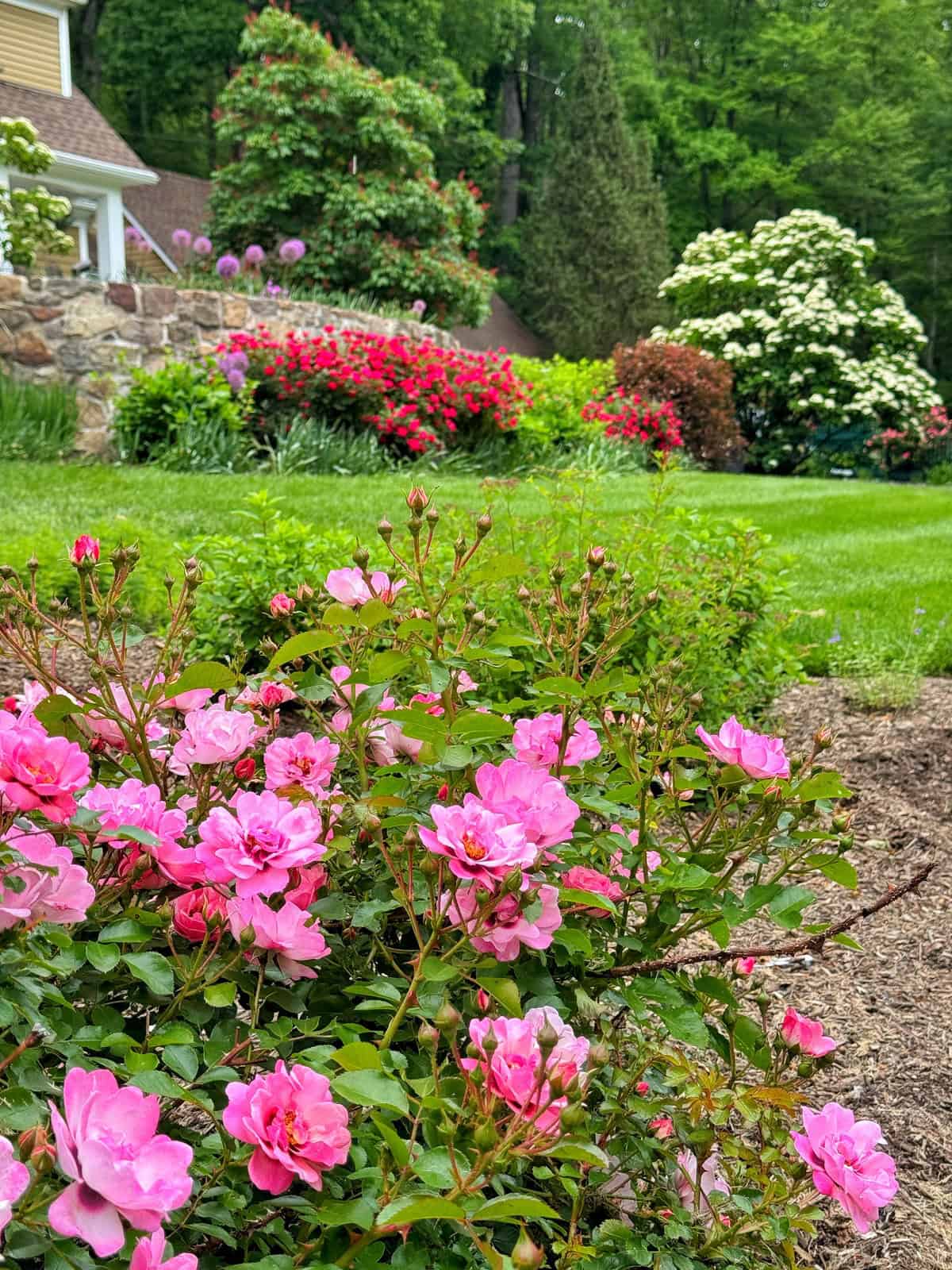 Pink flowers bloom in the foreground of a lush garden with green grass, various colorful flowering bushes, and trees. A stone wall and part of a house are visible in the background.
