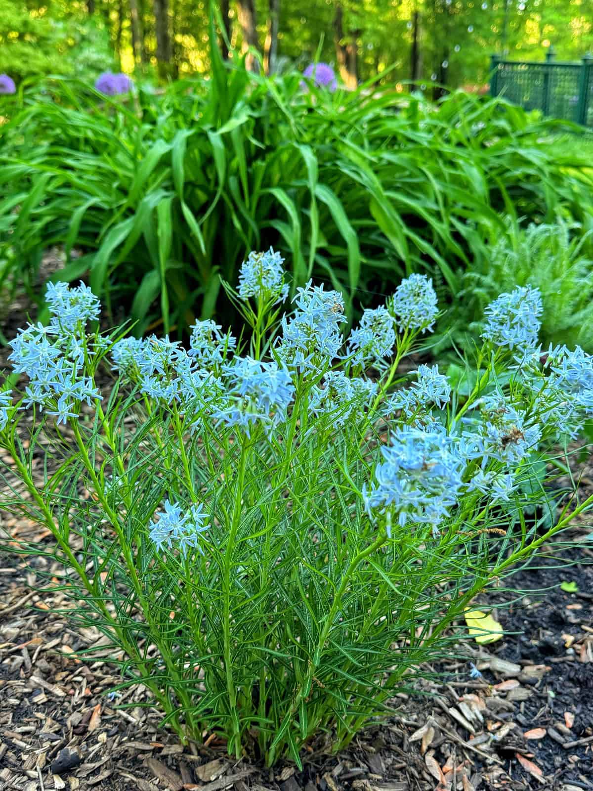 A cluster of pale blue flowers with slender green leaves grows in a mulched garden bed, with lush green foliage and trees visible in the background.