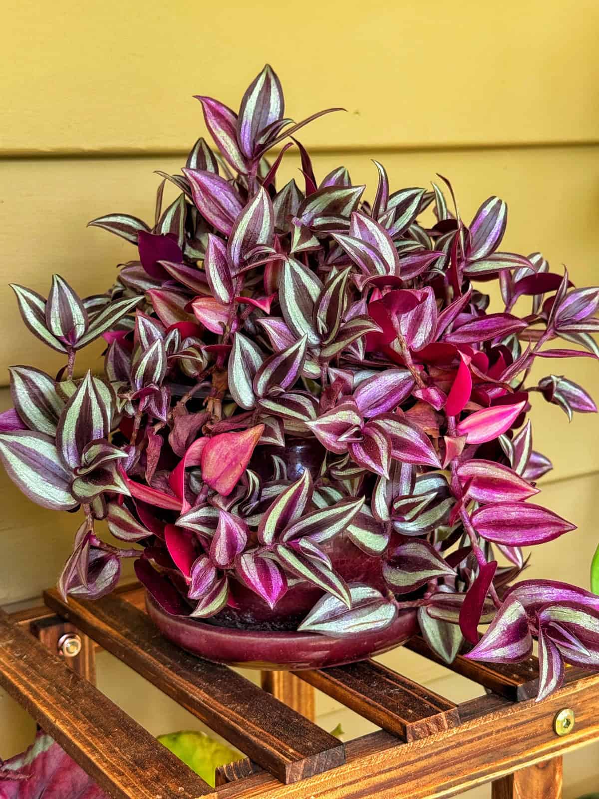 A Tradescantia zebrina plant with green, purple, and silver-striped leaves sits in a pot on a wooden shelf against a yellow wall.