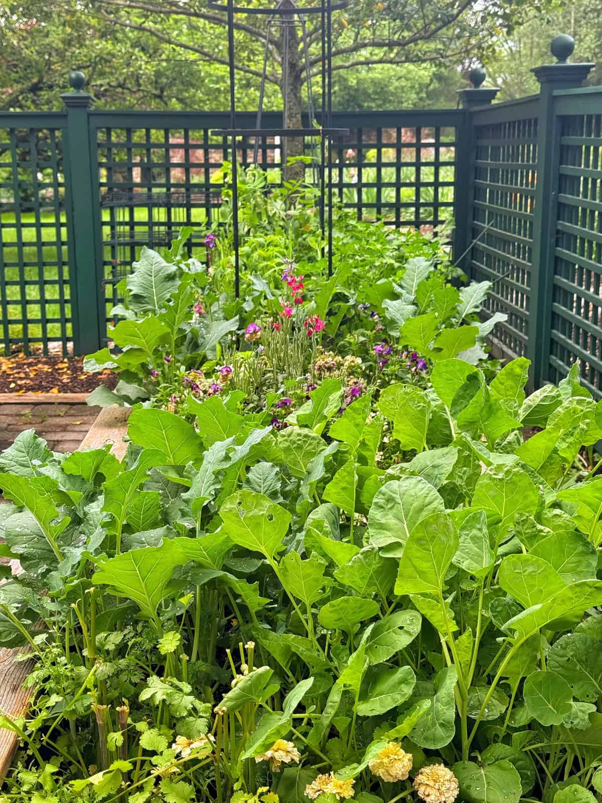 A lush raised garden bed with leafy green vegetables and blooming flowers, surrounded by a green lattice fence in a backyard setting. Trees and greenery are visible in the background.