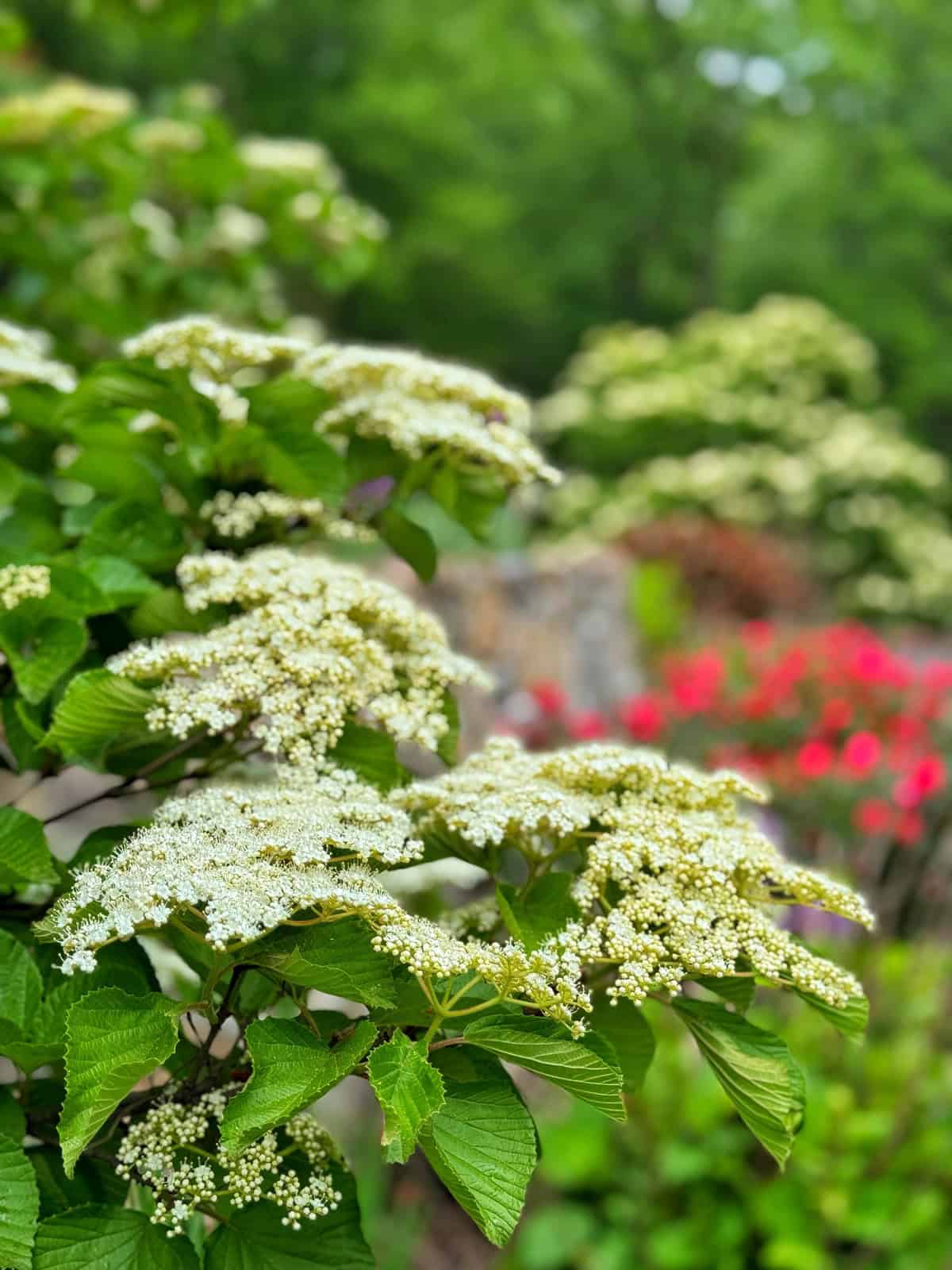 Clusters of white flowers with green leaves in the foreground, with blurred red flowers and lush greenery in the background, suggesting a vibrant garden scene.