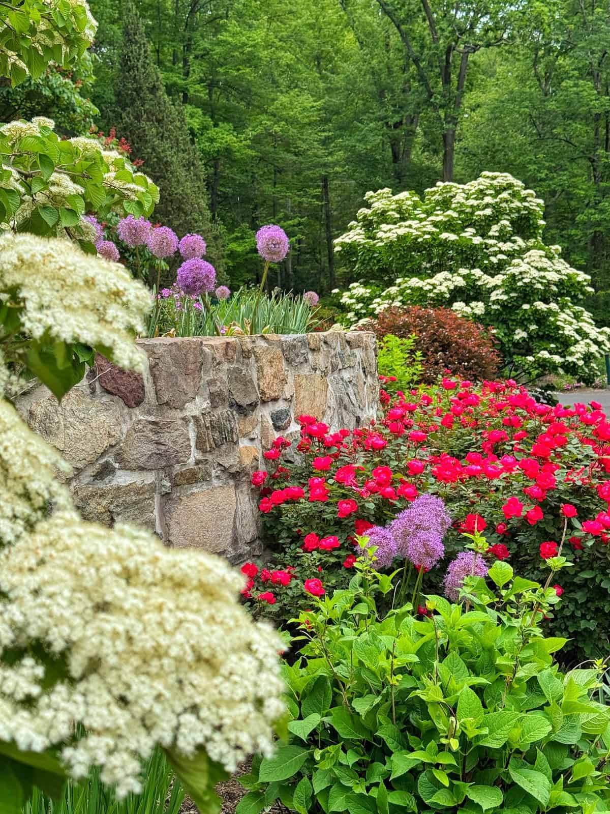 A lush garden with blooming red roses, purple alliums, white hydrangeas, and green shrubs, bordered by a stone wall, set against a backdrop of tall green trees.