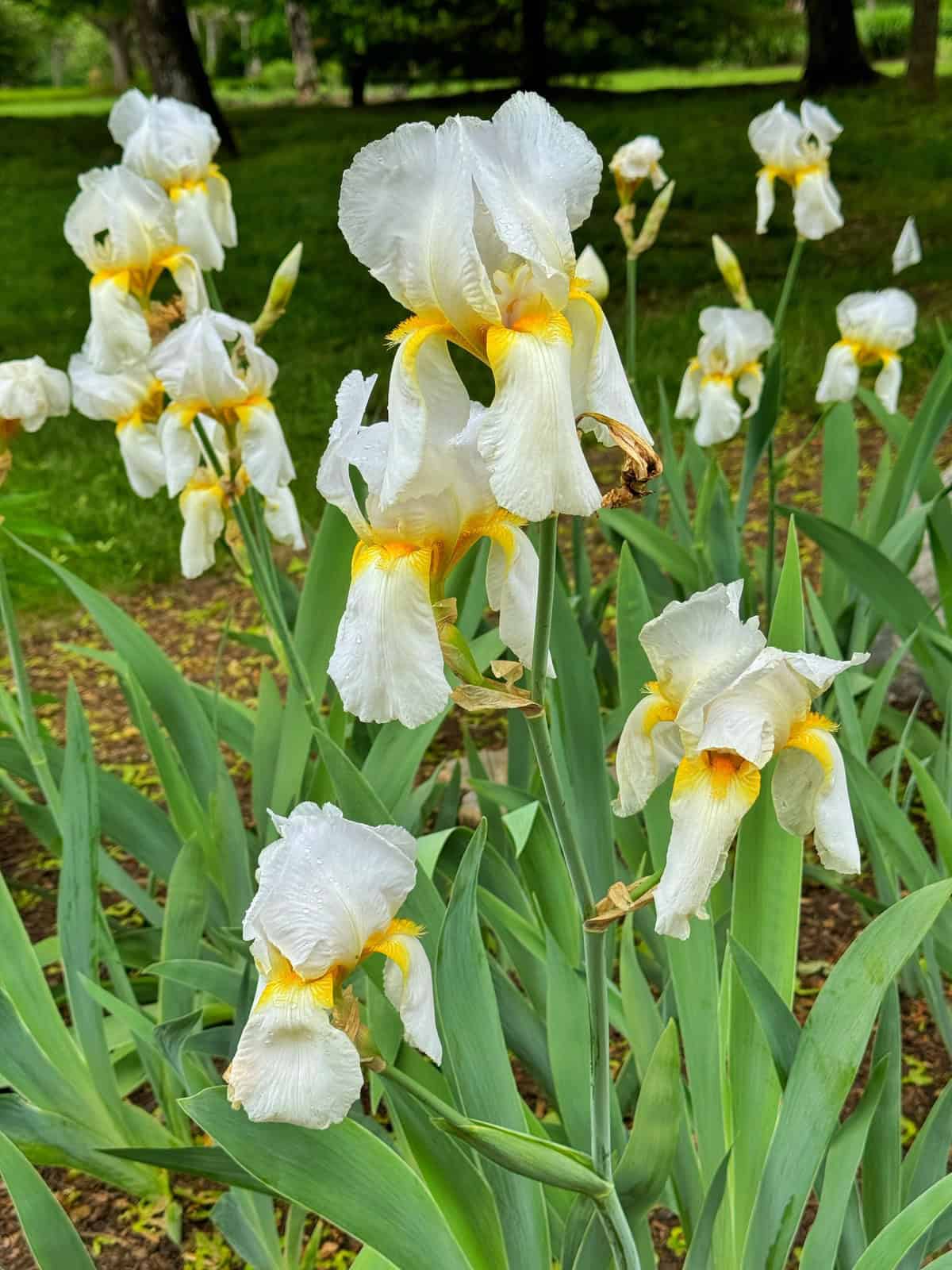 White iris flowers with yellow centers bloom among long green leaves outdoors, with a grassy area and trees visible in the blurred background.