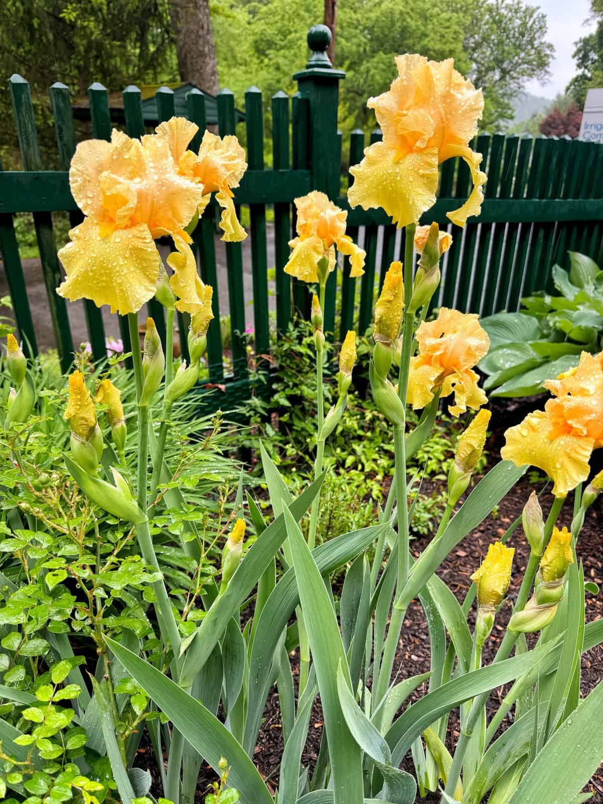 Tall yellow irises with raindrops on their petals bloom in a lush garden bed, surrounded by green foliage and enclosed by a dark green picket fence on a cloudy day.