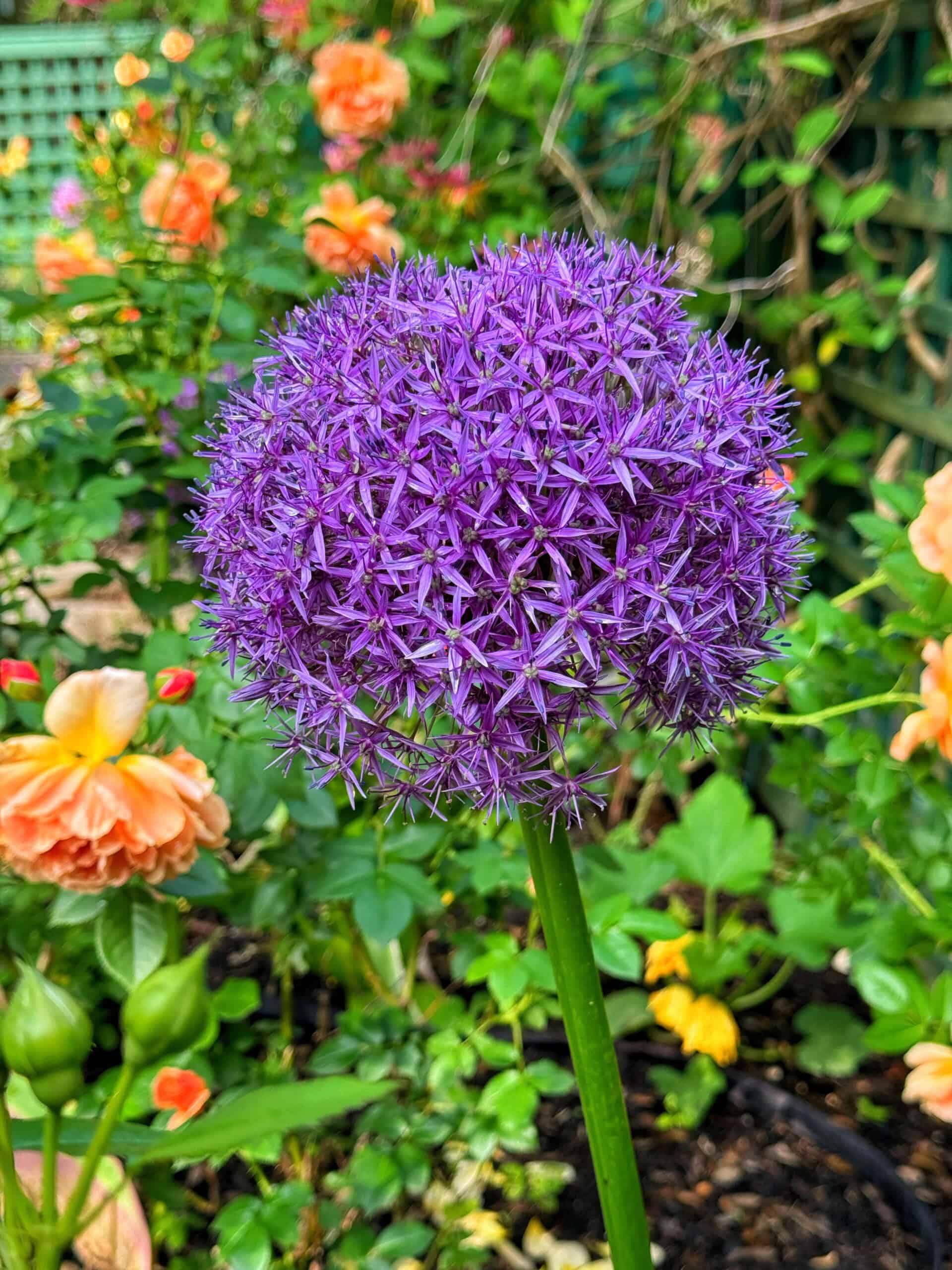A close-up of a large, round purple allium flower blooming in a garden, surrounded by green foliage and orange flowers in the background.