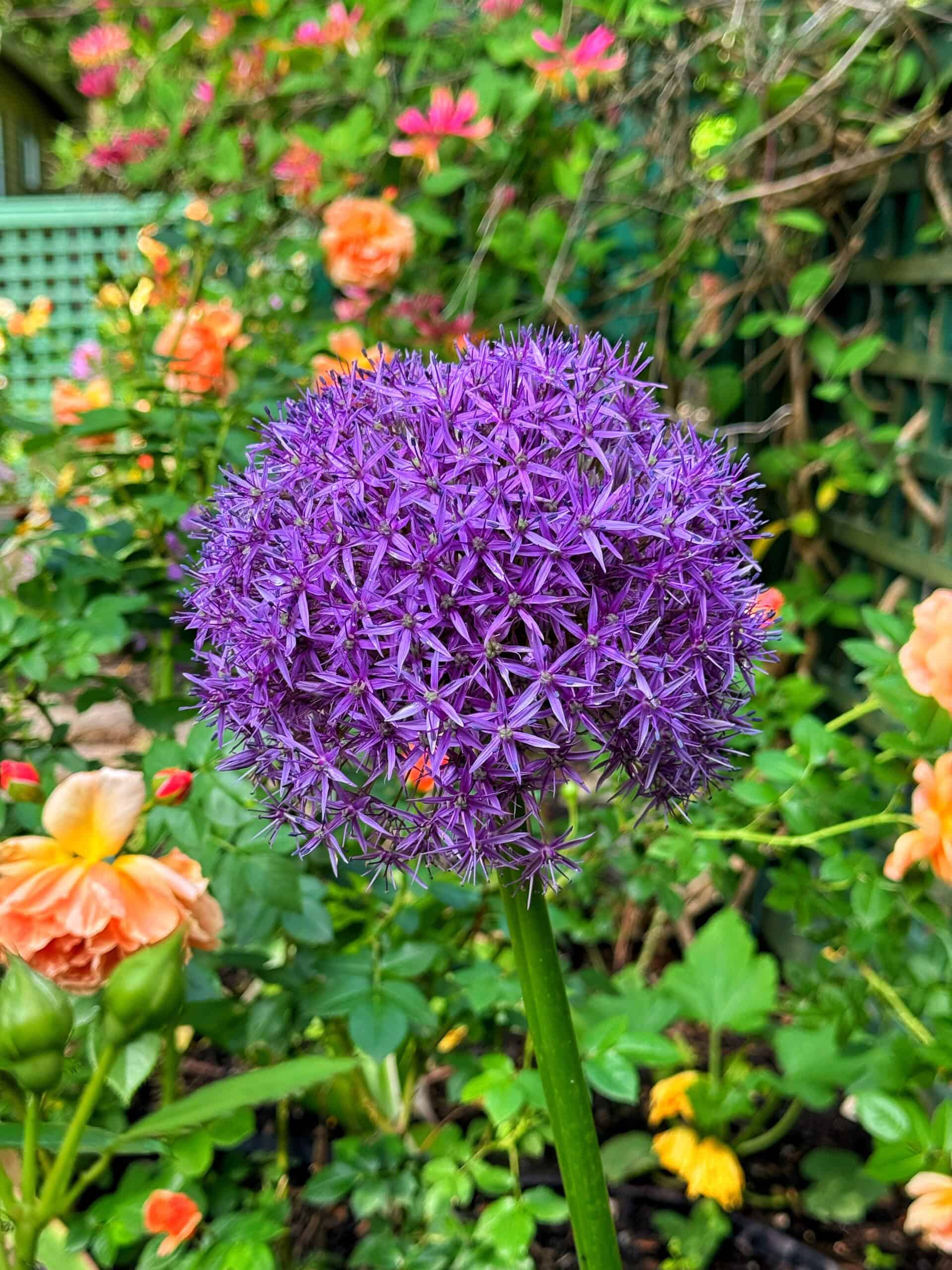 A vibrant purple allium flower blooms in a garden, surrounded by orange and yellow flowers and lush green foliage. The background shows more flowers and a wooden fence partly covered with climbing plants.