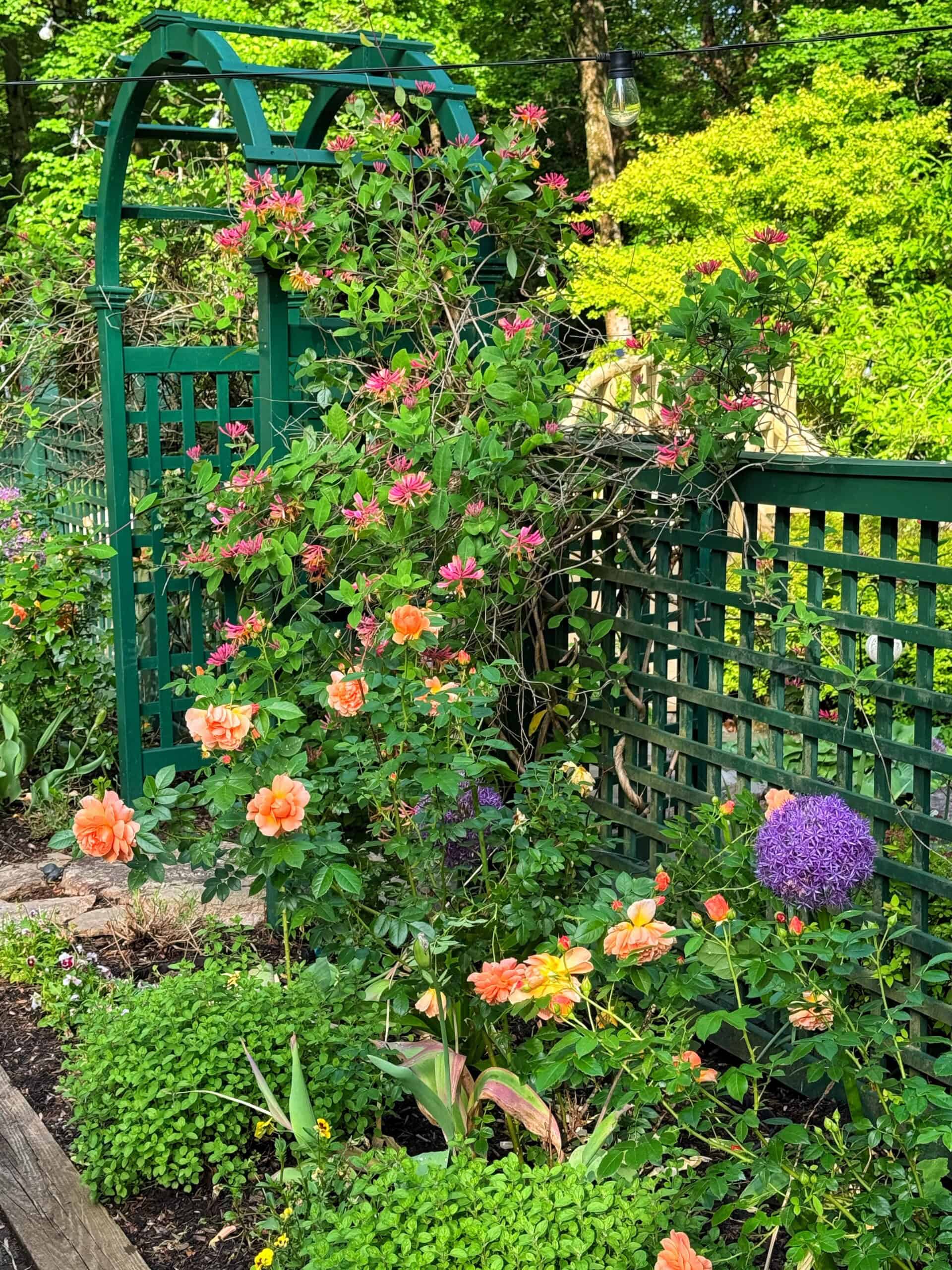 A lush garden with orange, purple, and pink flowers growing along a green trellis and archway, surrounded by greenery and illuminated by bright sunlight.