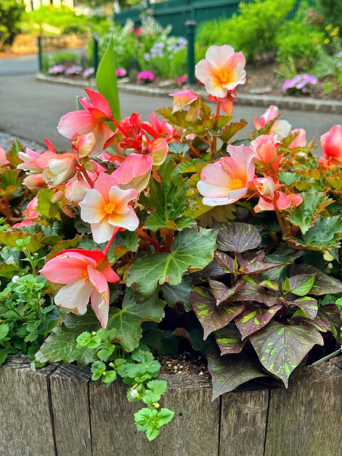 A wooden planter filled with pink and white begonia flowers, green foliage, and variegated purple and green leaves, set beside a path in a lush garden with blooming flowers in the background.