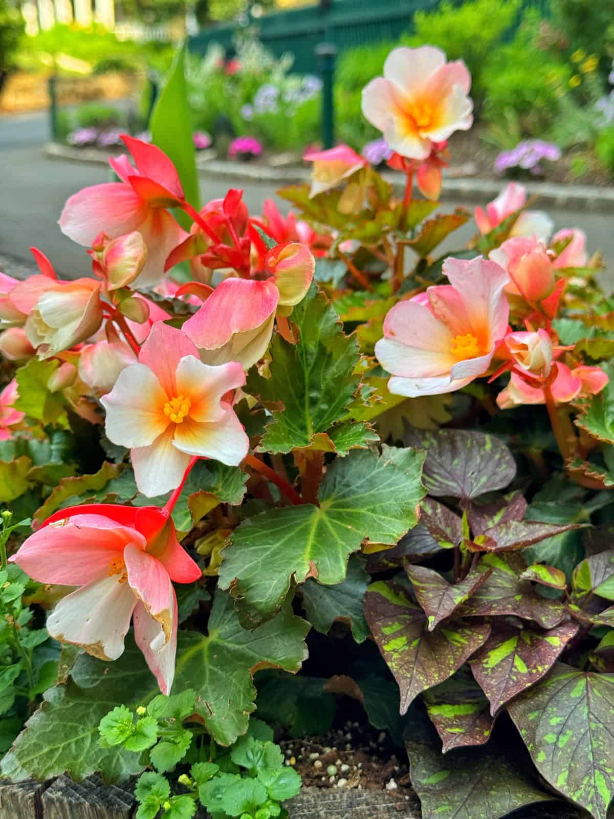 A cluster of pink and white begonia flowers with yellow centers surrounded by green and purple foliage in a garden bed, with blurred greenery and pathway in the background.