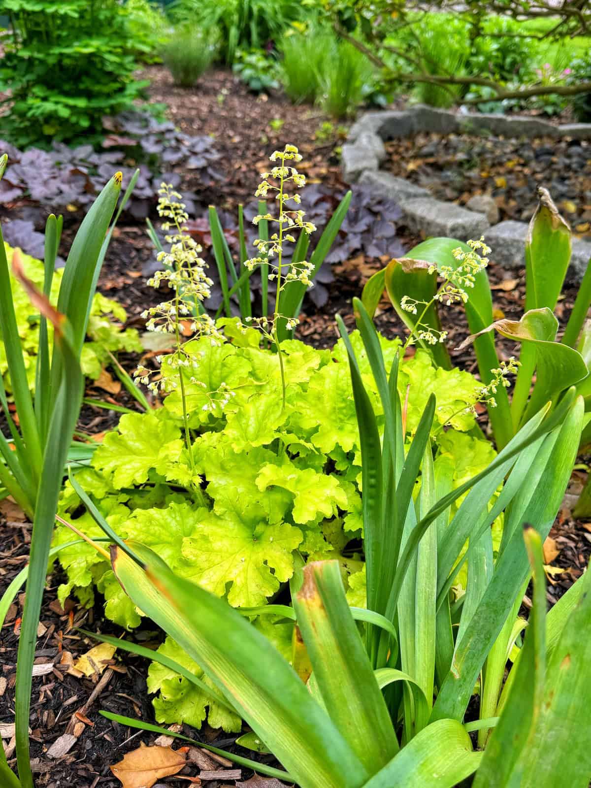 A cluster of bright green Heuchera (coral bells) with small white flowers grows among long green leaves in a mulched garden bed, surrounded by other plants and a stone border in the background.